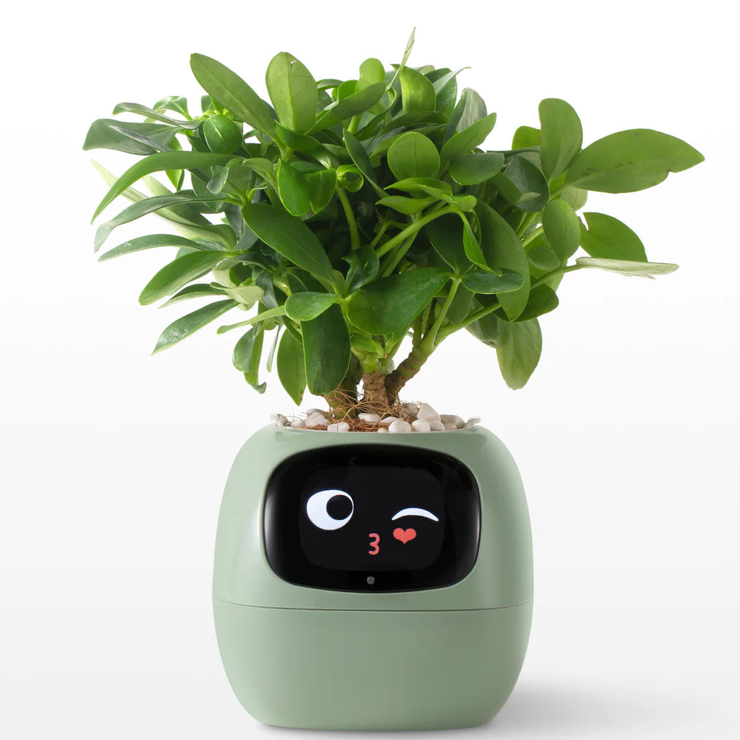 Ivy Smart Plant Pot